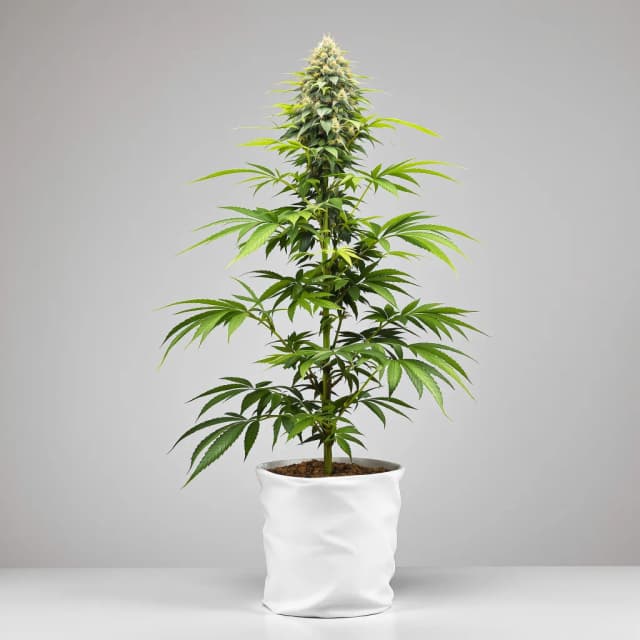 Embalaje de semillas de cannabis Millennium — Royal King Seeds España