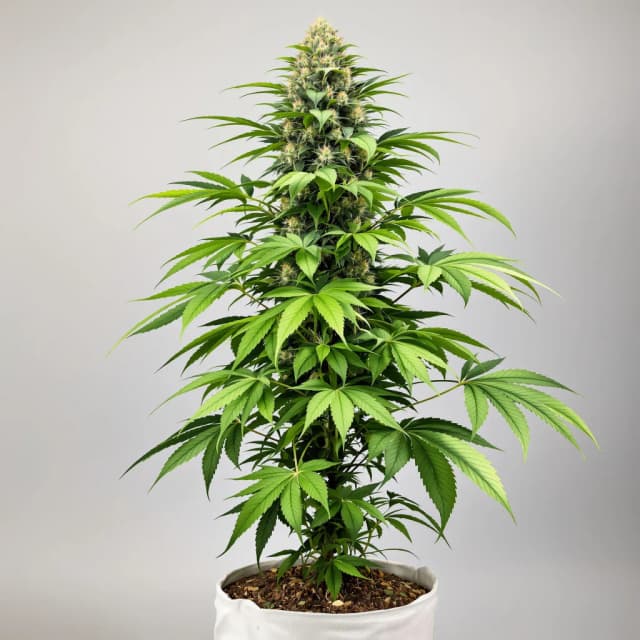 Embalaje de semillas de cannabis Mimosa — Royal King Seeds España