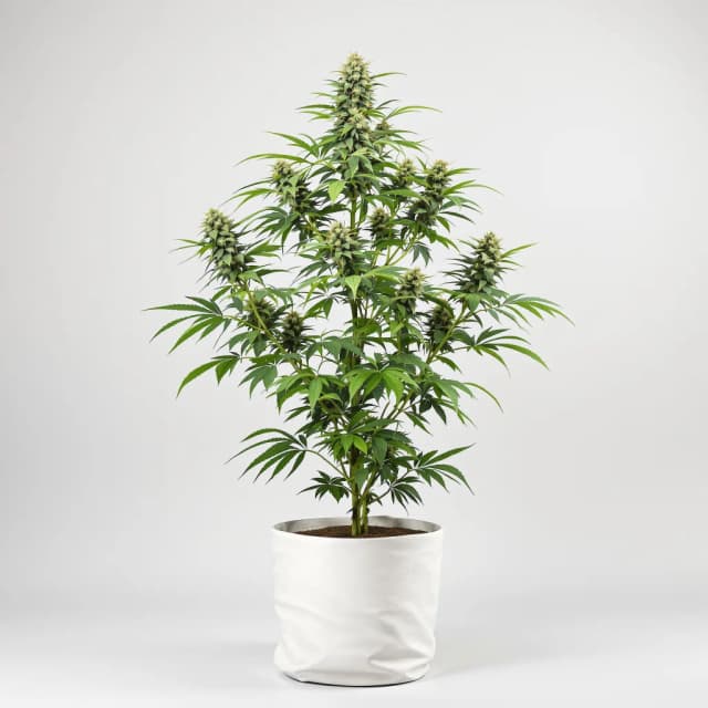 Embalaje de semillas de cannabis Mint Chocolate Chip — Royal King Seeds España
