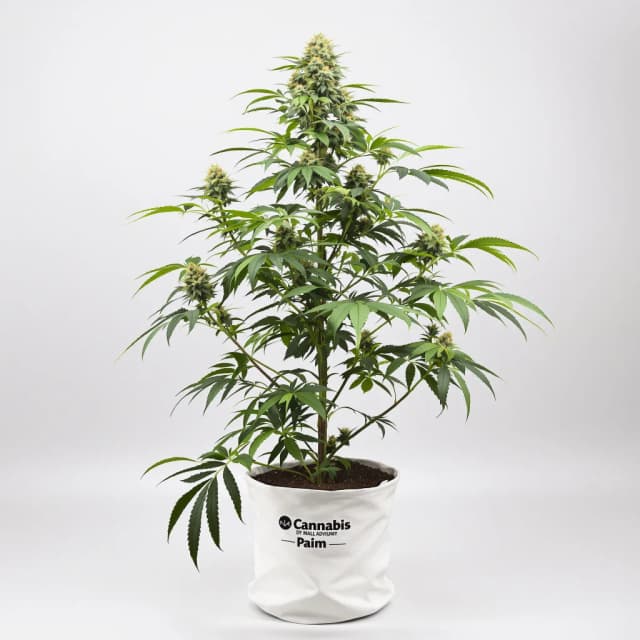 Embalaje de semillas de cannabis Mint — Royal King Seeds España