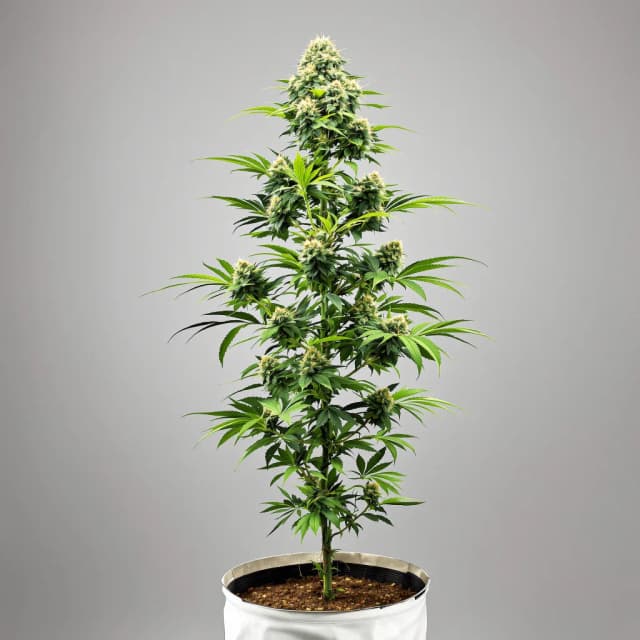Embalaje de semillas de cannabis Misty Kush — Royal King Seeds España