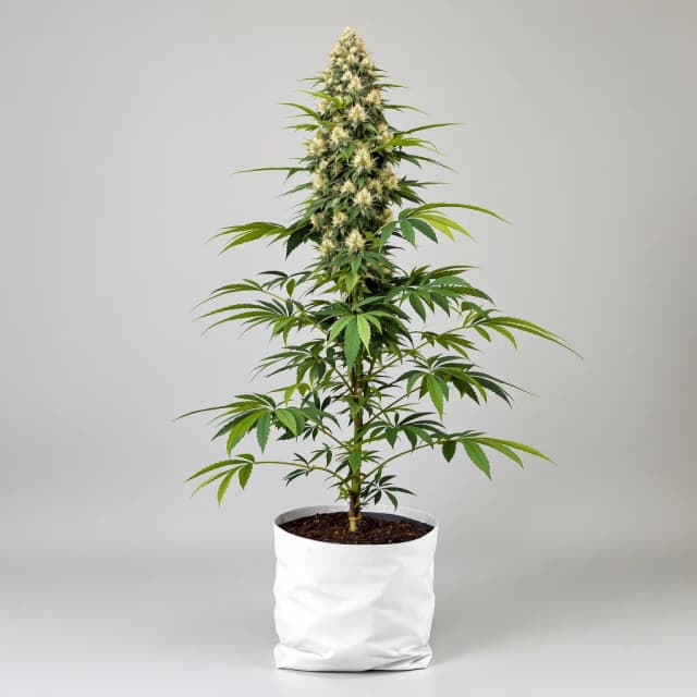 Embalaje de semillas de cannabis MK Ultra — Royal King Seeds España