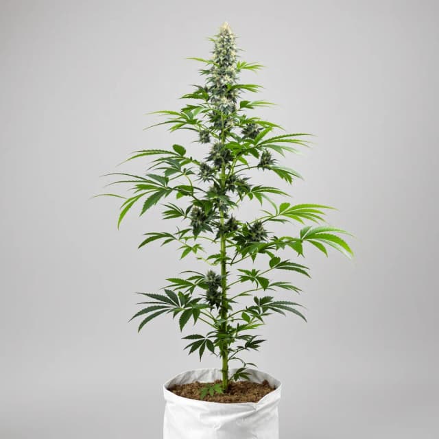 Embalaje de semillas de cannabis Mob Boss — Royal King Seeds España