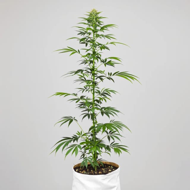 Embalaje de semillas de cannabis Moby Dick — Royal King Seeds España