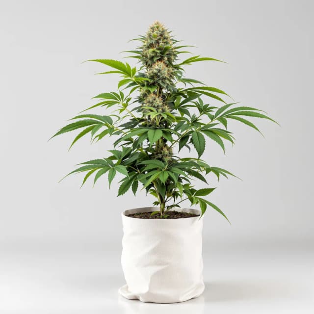 Embalaje de semillas de cannabis Money Maker — Royal King Seeds España