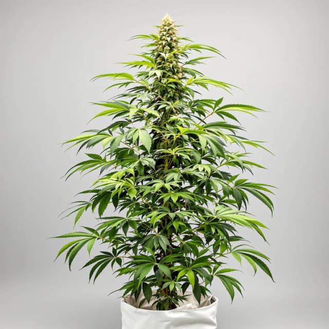 Embalaje de semillas de cannabis Montana Silvertip — Royal King Seeds España