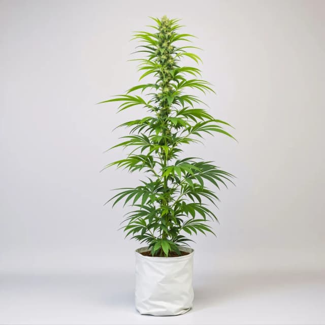Embalaje de semillas de cannabis Moonshine Haze — Royal King Seeds España