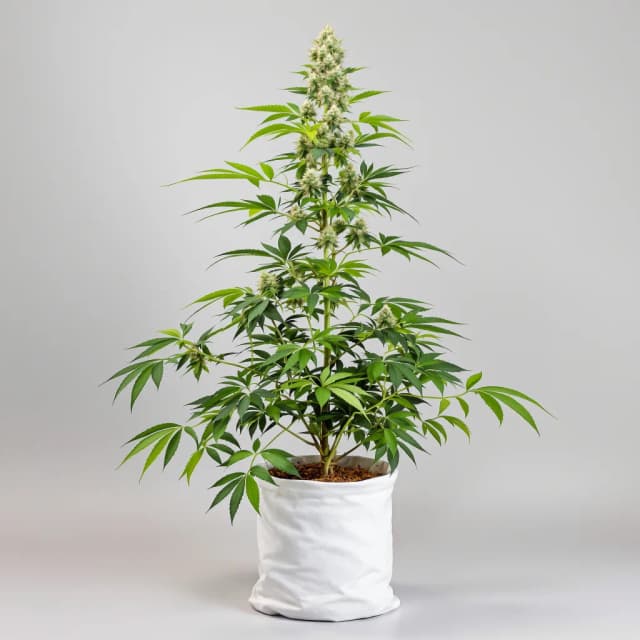 Embalaje de semillas de cannabis Morning Glory — Royal King Seeds España