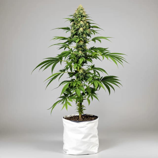 Embalaje de semillas de cannabis Motavation — Royal King Seeds España