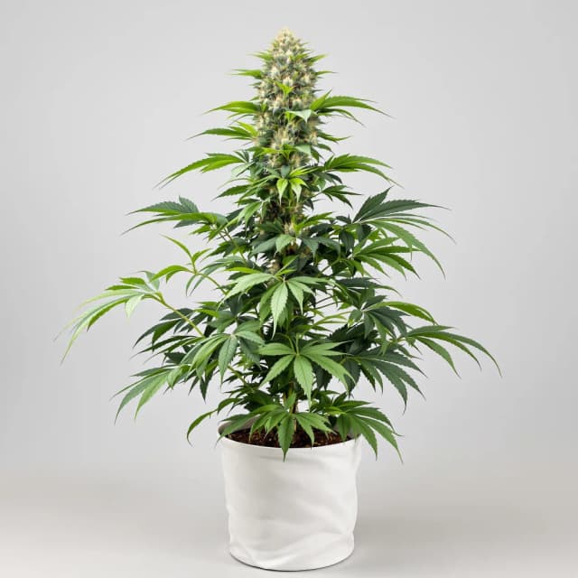 Embalaje de semillas de cannabis Motavation — Royal King Seeds España