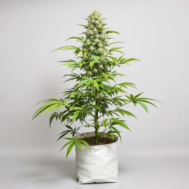 Embalaje de semillas de cannabis Mother’s Helper — Royal King Seeds España