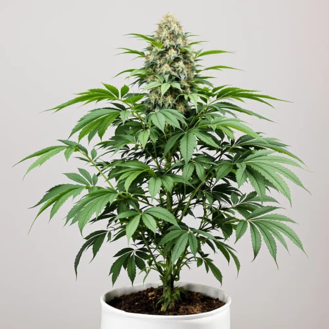 Embalaje de semillas de cannabis Mr. Nice — Royal King Seeds España