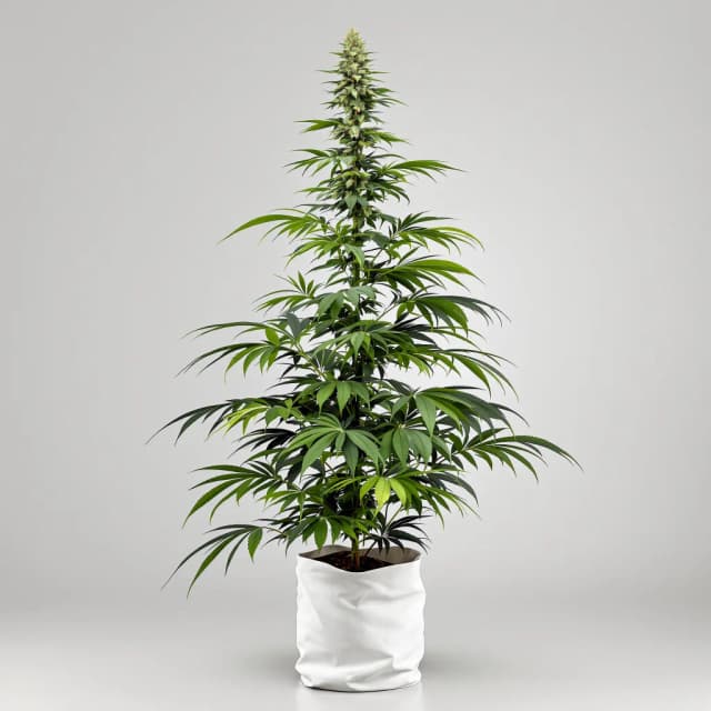Embalaje de semillas de cannabis Neptune Kush — Royal King Seeds España