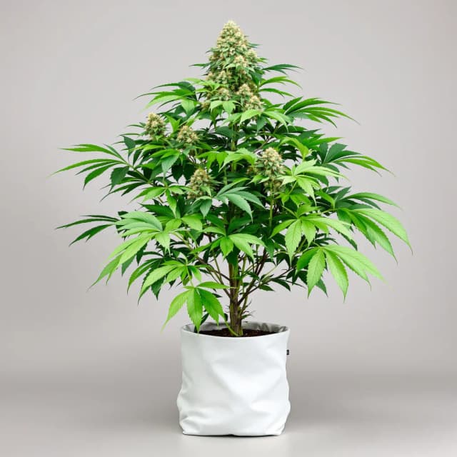 Embalaje de semillas de cannabis New Glue — Royal King Seeds España