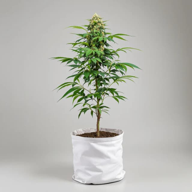 Embalaje de semillas de cannabis Nicole Kush — Royal King Seeds España