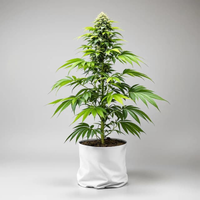Embalaje de semillas de cannabis Night Terror OG — Royal King Seeds España