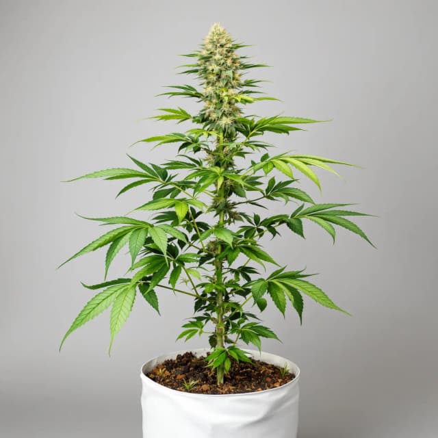 Embalaje de semillas de cannabis Night Train — Royal King Seeds España