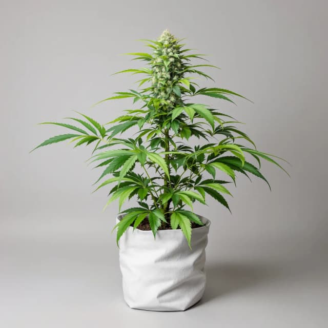 Embalaje de semillas de cannabis Nightcap — Royal King Seeds España