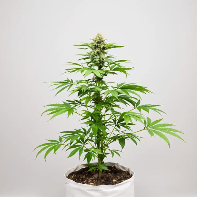 Embalaje de semillas de cannabis Nordle CBD — Royal King Seeds España