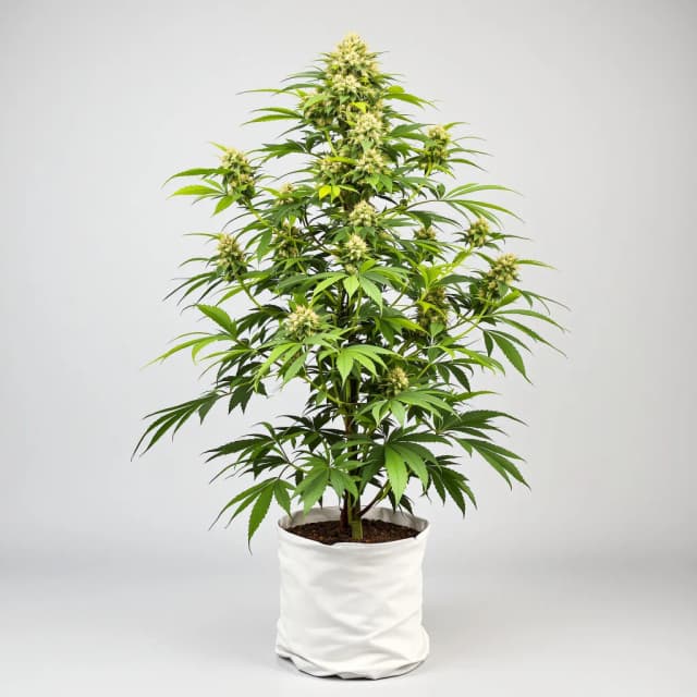 Embalaje de semillas de cannabis Northern Cream — Royal King Seeds España
