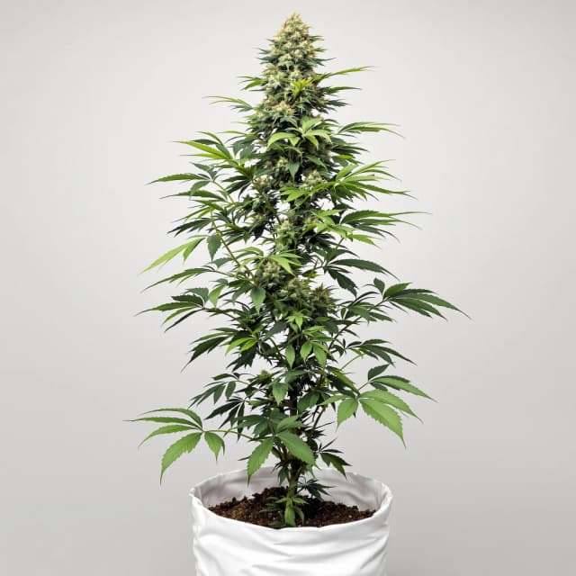 Embalaje de semillas de cannabis Northern Cream — Royal King Seeds España