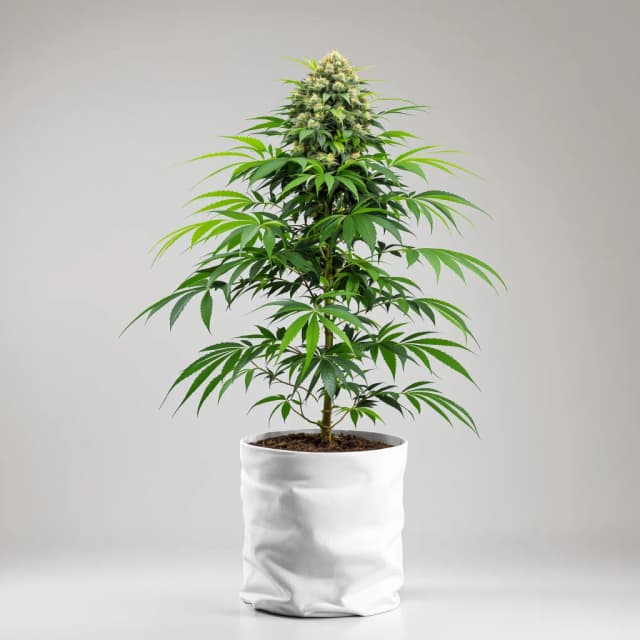 Embalaje de semillas de cannabis Northern Lights — Royal King Seeds España