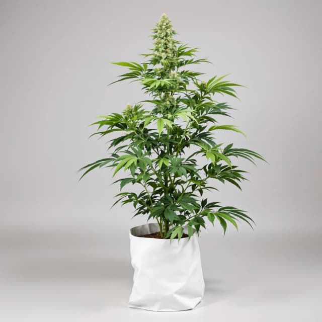 Embalaje de semillas de cannabis Northern Lights x Skunk — Royal King Seeds España