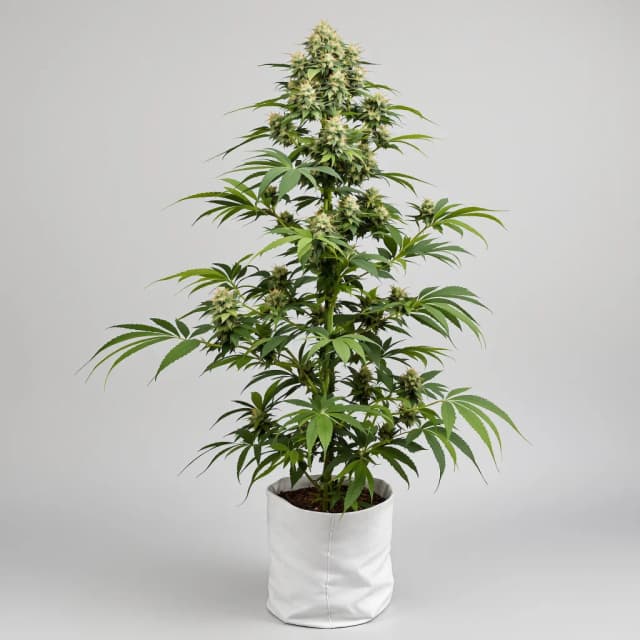 Embalaje de semillas de cannabis Nuclear Cookies — Royal King Seeds España