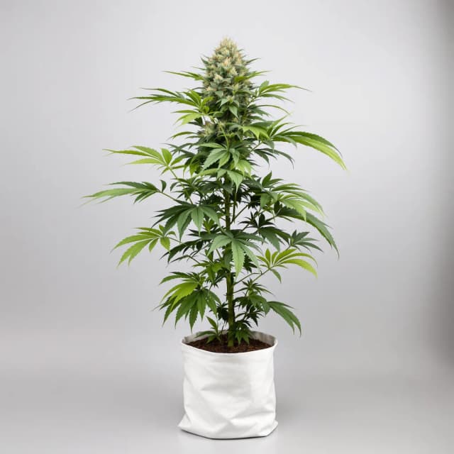 Embalaje de semillas de cannabis Nutter — Royal King Seeds España