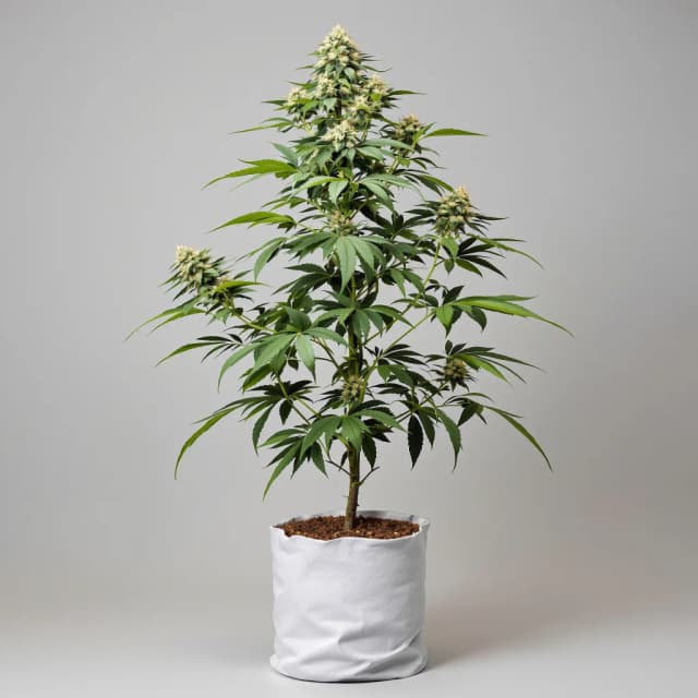 Embalaje de semillas de cannabis NYC Diesel — Royal King Seeds España