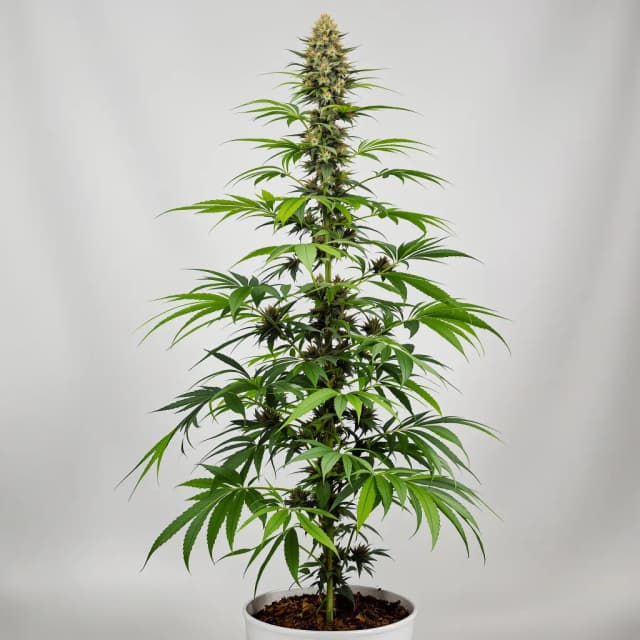 Embalaje de semillas de cannabis NYC Sour Diesel — Royal King Seeds España