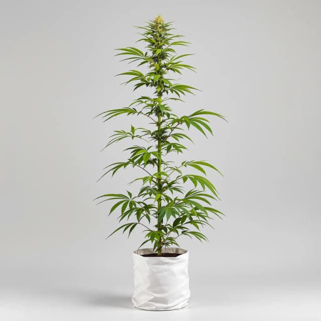 Embalaje de semillas de cannabis NYC Sour Diesel — Royal King Seeds España
