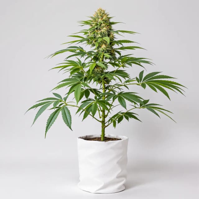 Embalaje de semillas de cannabis Obama Kush — Royal King Seeds España