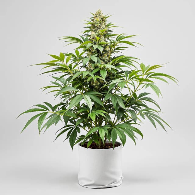 Embalaje de semillas de cannabis Obama Kush — Royal King Seeds España