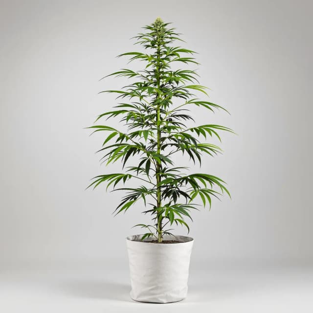 Embalaje de semillas de cannabis OG #18 — Royal King Seeds España