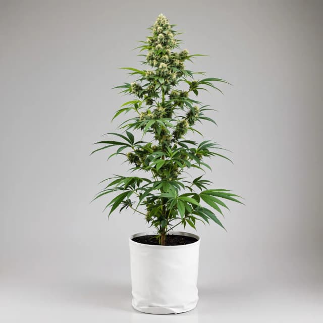 Embalaje de semillas de cannabis OG Diesel Kush — Royal King Seeds España