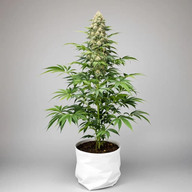 Embalaje de semillas de cannabis OG Kush — Royal King Seeds España