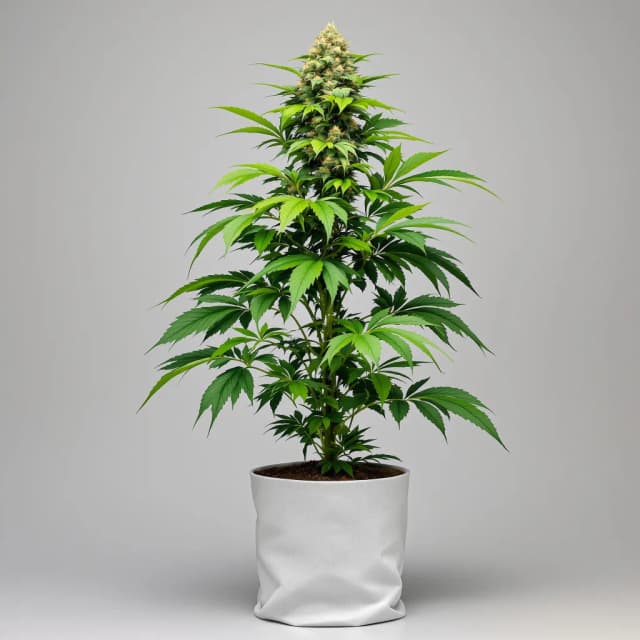 Embalaje de semillas de cannabis OG Los Angeles Kush — Royal King Seeds España