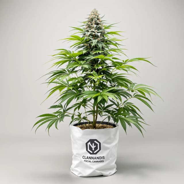 Embalaje de semillas de cannabis OG's Pearl — Royal King Seeds España