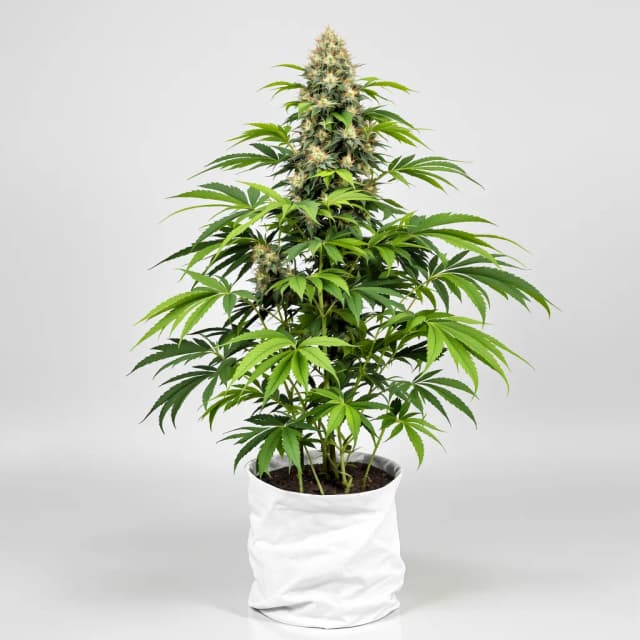 Embalaje de semillas de cannabis Ogre Berry — Royal King Seeds España