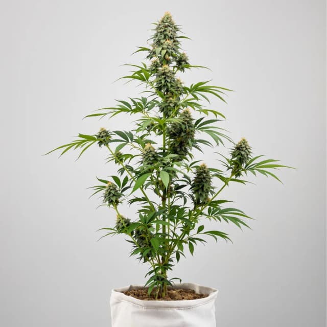 Embalaje de semillas de cannabis Ogre — Royal King Seeds España