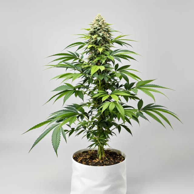 Embalaje de semillas de cannabis Old School OG — Royal King Seeds España