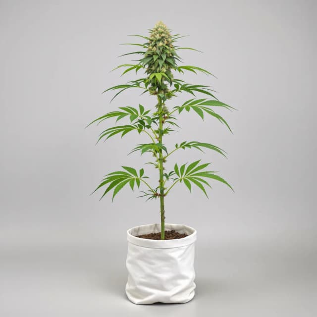 Embalaje de semillas de cannabis Orange Bud — Royal King Seeds España