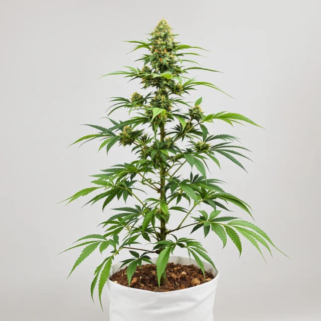 Embalaje de semillas de cannabis Orange Haze — Royal King Seeds España