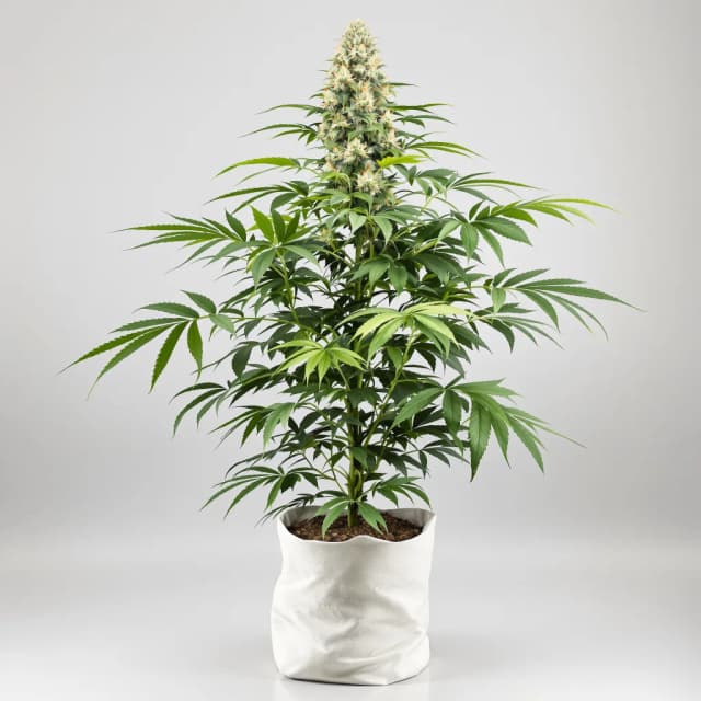 Embalaje de semillas de cannabis Orange Kush Cake — Royal King Seeds España