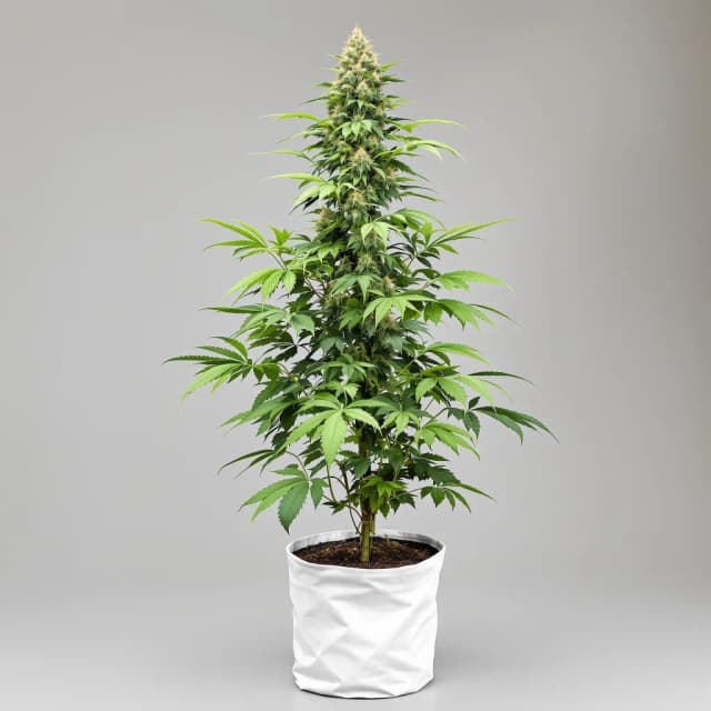 Embalaje de semillas de cannabis Orange Kush — Royal King Seeds España