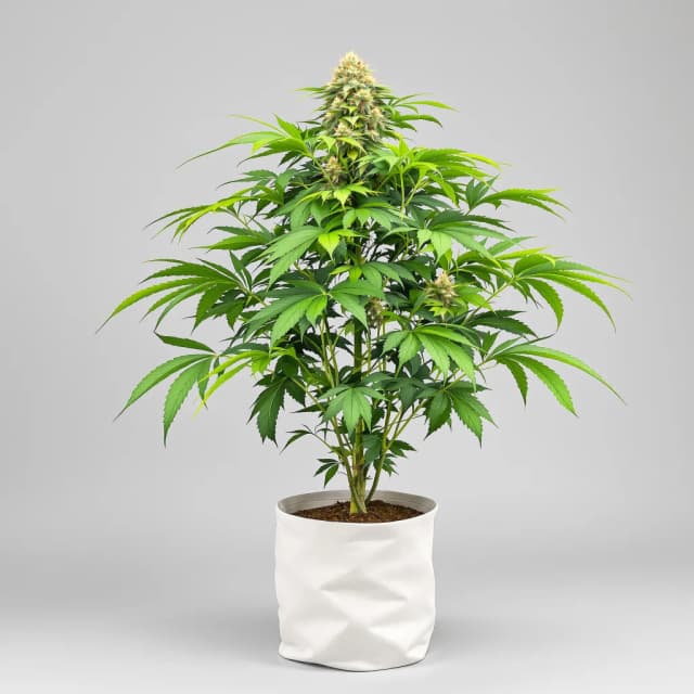 Embalaje de semillas de cannabis Ortega — Royal King Seeds España