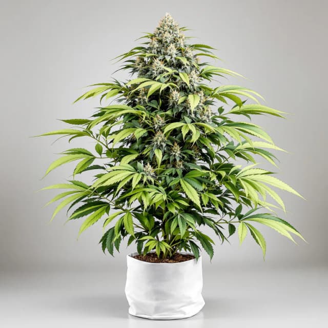 Embalaje de semillas de cannabis Overlord OG — Royal King Seeds España