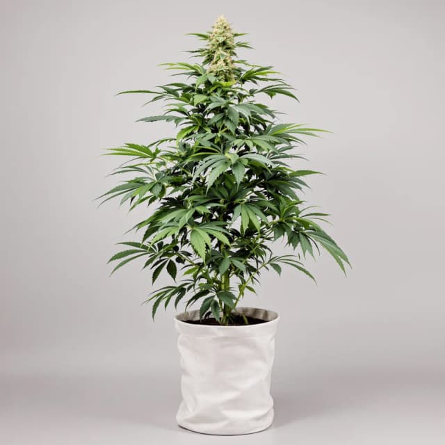 Embalaje de semillas de cannabis Pacific Blue — Royal King Seeds España