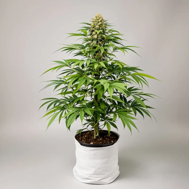 Embalaje de semillas de cannabis Pakistan Valley Kush — Royal King Seeds España